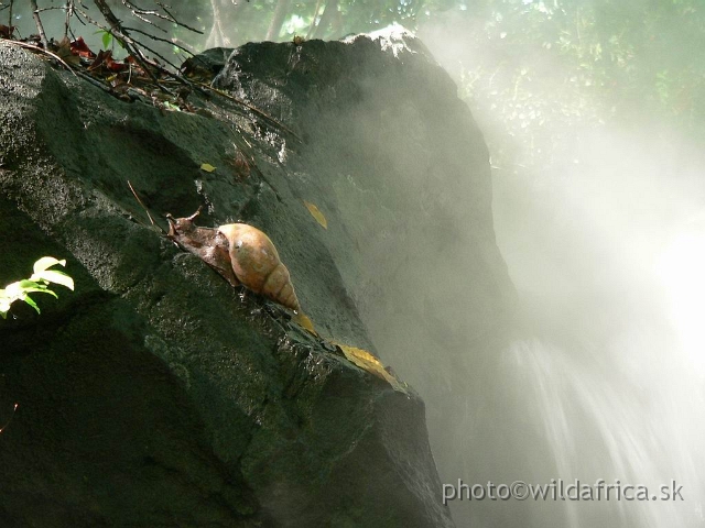 congo detail 1.jpg - Achatina and the waterfall.